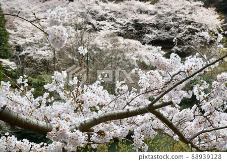 Sakura of Yuduruha Dam 88939128