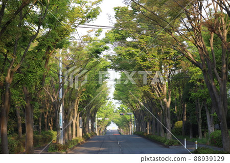 綠色拱門 綠色拱門 88939129