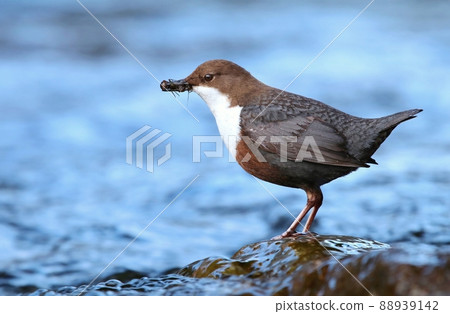 Adorable white throated dipper Cinclus cinclus 88939142