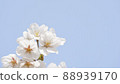 Yoshino cherry blossoms blooming toward the sky Yoshino cherry blossoms blooming toward the sky 88939170