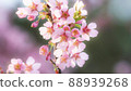 Okame eye cherry in full bloom Okame eye cherry in full bloom 88939268