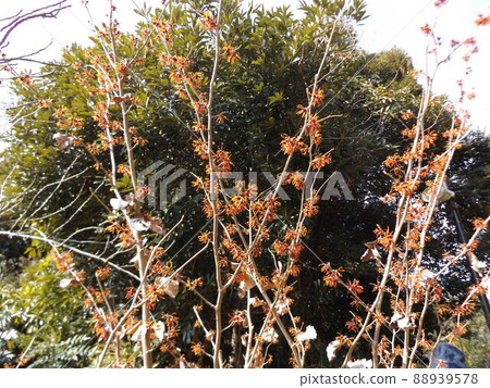 Witch hazel blooming in the backyard of Sanyo Medea Flower Museum 88939578