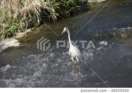 A gray heron aiming for prey in the river 88939580
