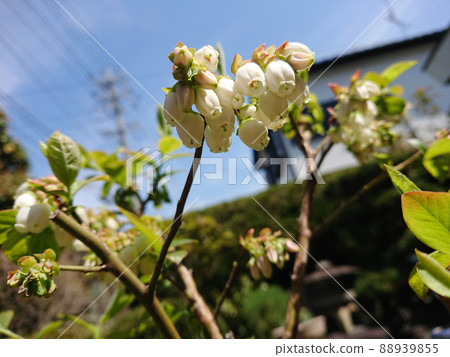 我家的藍莓花 / 菜園裡種的藍莓花 我家的藍莓花 / 菜園裡種的藍莓花 88939855