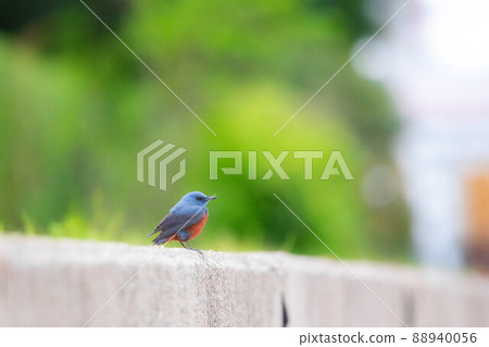 藍畫眉“藍鳥”在泥地上漫步 藍畫眉“藍鳥”在泥地上漫步 88940056