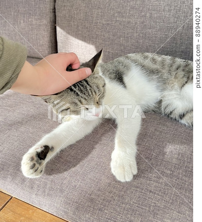 A cat with a pleasant expression being stroked 88940274