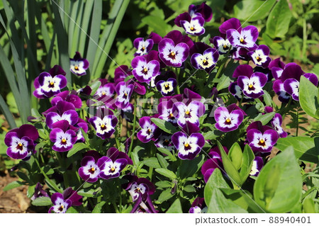 Pansy flowers blooming in the spring garden of Japan Pansy flowers blooming in the spring garden of Japan 88940401