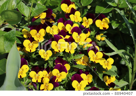 Pansy flowers blooming in the spring garden of Japan Pansy flowers blooming in the spring garden of Japan 88940407