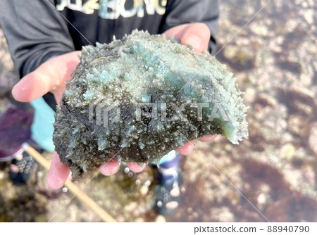 Blue lumpy creatures found on the rocky shore 88940790
