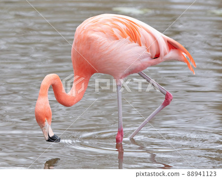 Pink flamingo in water 88941123