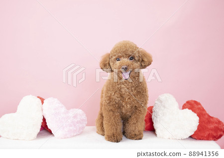 伸出舌頭和微笑的玩具貴賓犬 伸出舌頭和微笑的玩具貴賓犬 88941356