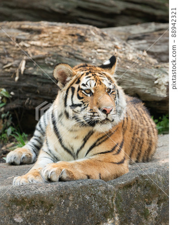Amur tiger cub sitting Amur tiger cub sitting 88942321
