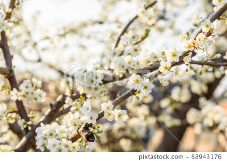 Plum blossom tree in a country garden near a country house 88943176