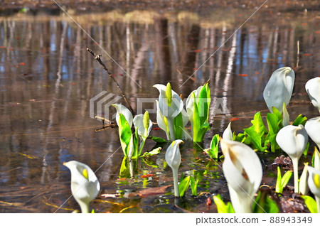 Minamata flower Minamata flower 88943349