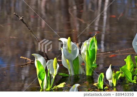 Minamata flower Minamata flower 88943350