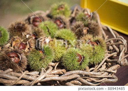 Be careful when stripping chestnuts Be careful when stripping chestnuts 88943485