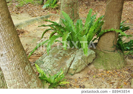 Izenajima Shoenooniwa Park's Mihosho 88943854