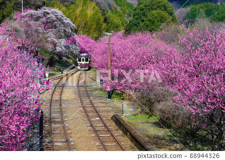 春季渡瀨溪谷鐵路:神戶站 春季渡瀨溪谷鐵路:神戶站 88944326