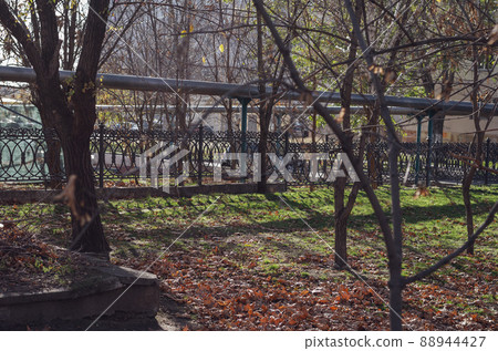The fallen leaves of the sycamore tree lie on the green grass. Black metal fence in the background. Leafy season. No people. A sunny autumn day. 88944427