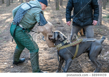 Training dogs for protective guard duty. The dog Cane Corso Italiano bites the hand of the trainer who is wearing a special protective sleeve. Owner of the pet stands in the background. Series part Training dogs for protective guard duty. The dog Cane Corso Italiano bites the hand of the trainer who is wearing a special protective sleeve. Owner of the pet stands in the background. Series part 88944439
