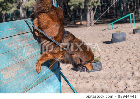 The big red dog breaks the barrier. Tibetan Mastiff jumping over a wooden fence. Dog training for agility and endurance. Outside. Daytime. No people. Part of the series The big red dog breaks the barrier. Tibetan Mastiff jumping over a wooden fence. Dog training for agility and endurance. Outside. Daytime. No people. Part of the series 88944441