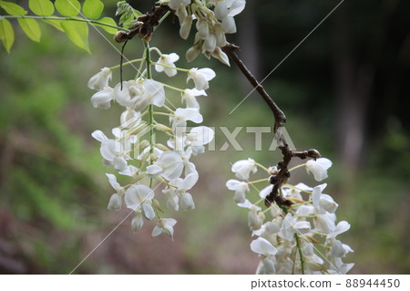 Miyama no Sato Fujitana Road 88944450