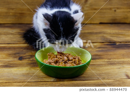 Kitten eating his food from ceramic bowl on wooden floor 88944470