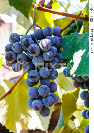Blue grape in a vineyard 88944490