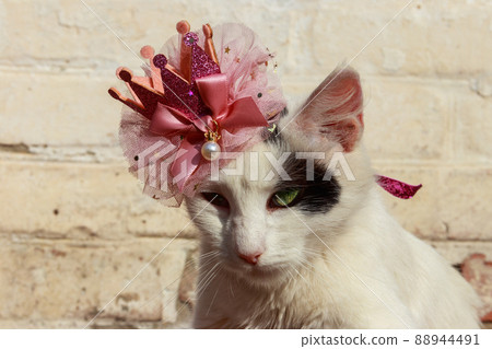 Portrait of beautiful cat wearing crown 88944491
