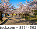 Cherry blossoms on the banks of the Kintaikyo Bridge 88944562