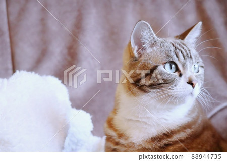 Cat A tabby cat looking into the distance 88944735