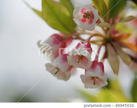 可愛的雷德溫enkianthus 可愛的雷德溫enkianthus 88945010