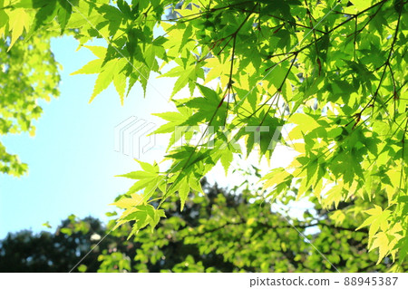 清新綠色生態形象春景 清新綠色生態形象春景 88945387