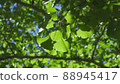 Ginkgo sunbeams 88945417