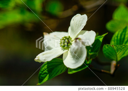 Flower tree Flower tree 88945528