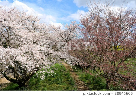 春日,初開的櫻花,沿河的路邊風景 春日,初開的櫻花,沿河的路邊風景 88945606