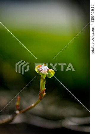 Hanamizuki before the unfolding of the total bracts Hanamizuki before the unfolding of the total bracts 88945618