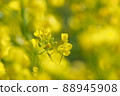 Rape blossoms 88945908