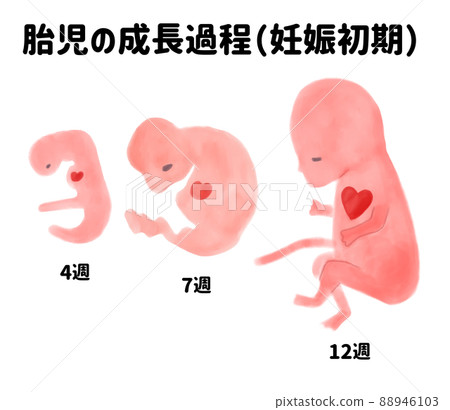 Baby's growth process in early pregnancy (Japanese) Baby's growth process in early pregnancy (Japanese) 88946103