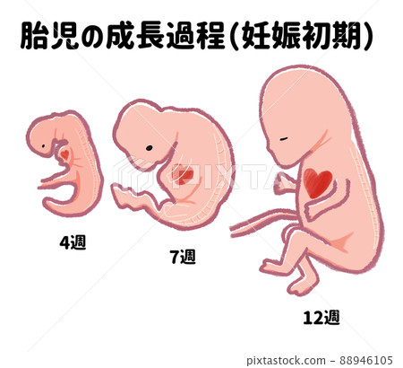 Baby's growth process in early pregnancy (Japanese) Baby's growth process in early pregnancy (Japanese) 88946105