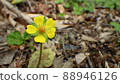 Spring Wildflowers 88946126