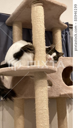 Cat cute fluffy hair length gorgeous nature indoors Cat cute fluffy hair length gorgeous nature indoors 88946199
