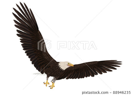Hakutowashi☆Baekdu Eagle Hakutowashi☆Baekdu Eagle 88946235