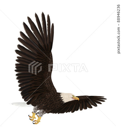 Hakutowashi☆Baekdu Eagle Hakutowashi☆Baekdu Eagle 88946236