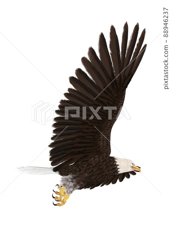 Hakutowashi☆Baekdu Eagle Hakutowashi☆Baekdu Eagle 88946237