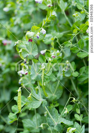 豌豆和鮮花 豌豆和鮮花 88946366