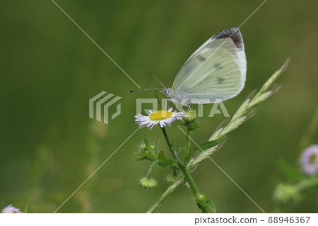 在飛蛾期間的Monsieur海灘 在飛蛾期間的Monsieur海灘 88946367