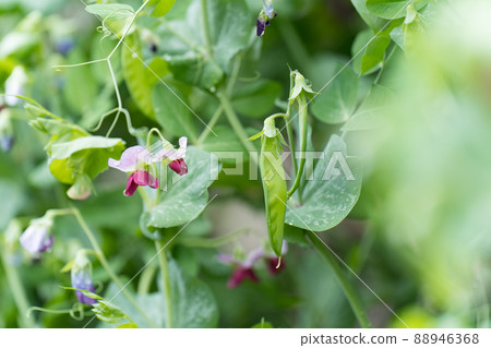 豌豆和鮮花 豌豆和鮮花 88946368
