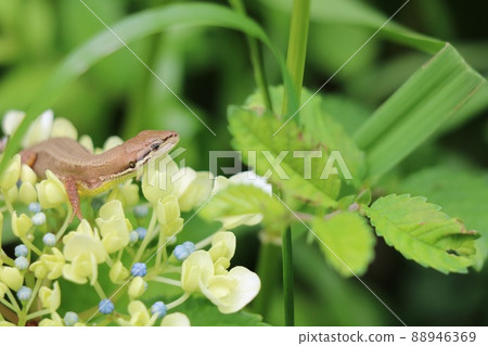 繡球花和日本假名蛇 繡球花和日本假名蛇 88946369