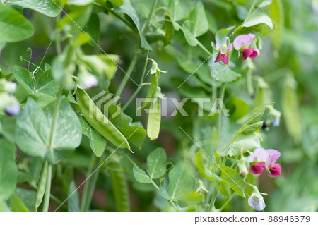 Pea and flowers Pea and flowers 88946379